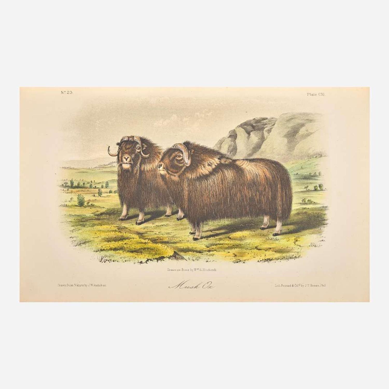 [Americana] Audubon, John James, and John Bachman The Quadrupeds of North America