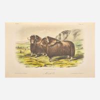 [Americana] Audubon, John James, and John Bachman The Quadrupeds of North America