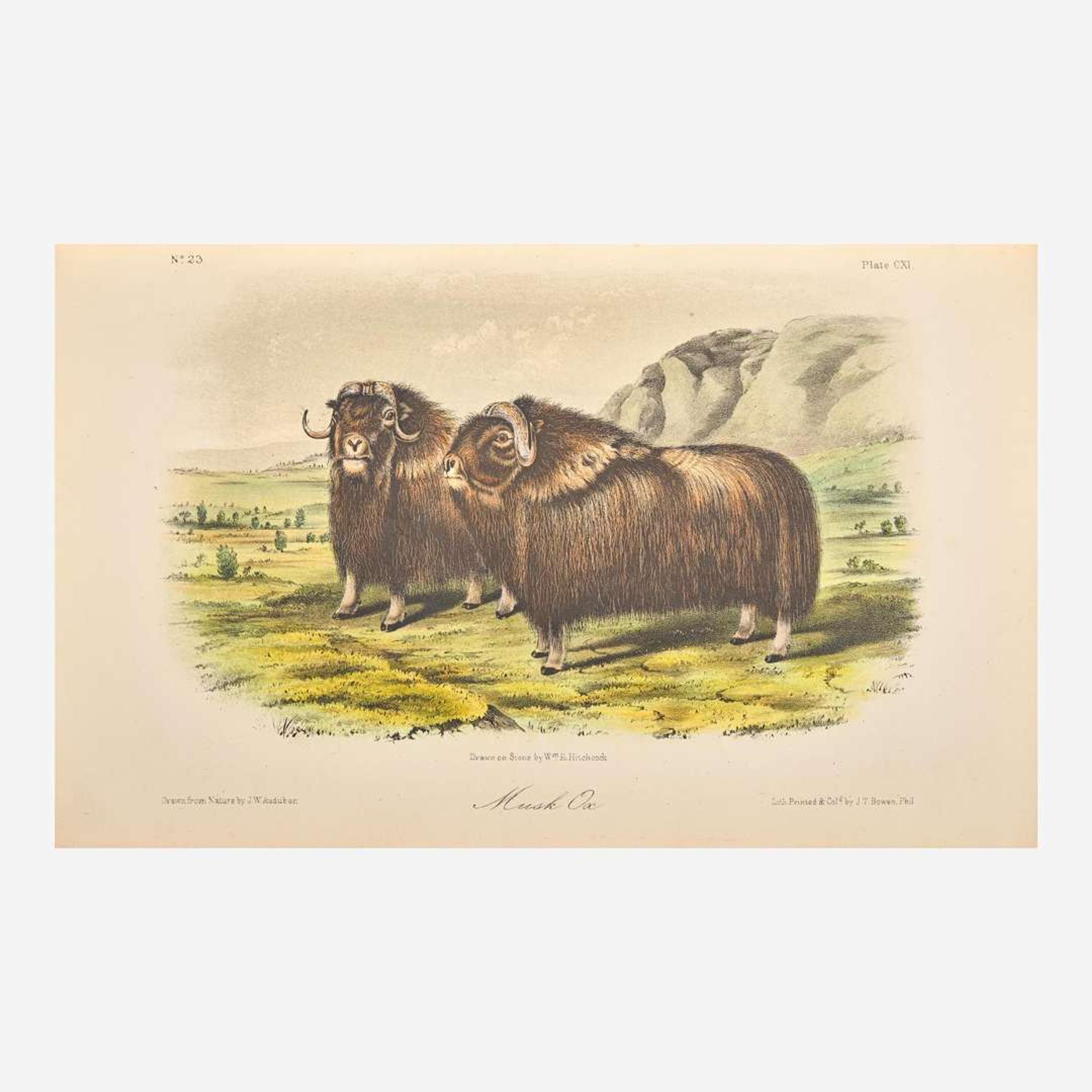 [Americana] Audubon, John James, and John Bachman The Quadrupeds of North America