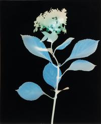Large Coleus Leaf, Blue Dogwood Leaves, Single Feather and Hydrangea (four botanical prints), circa 2000