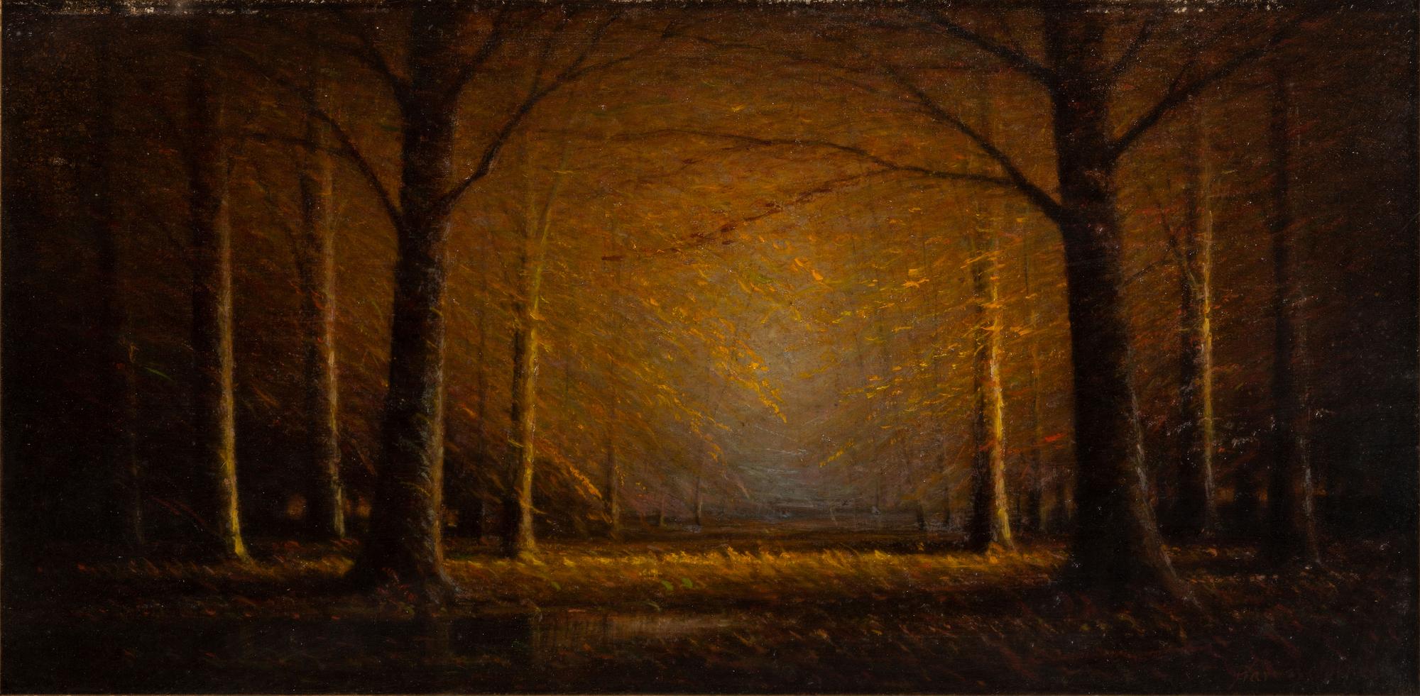 Sunlight Through the Beeches