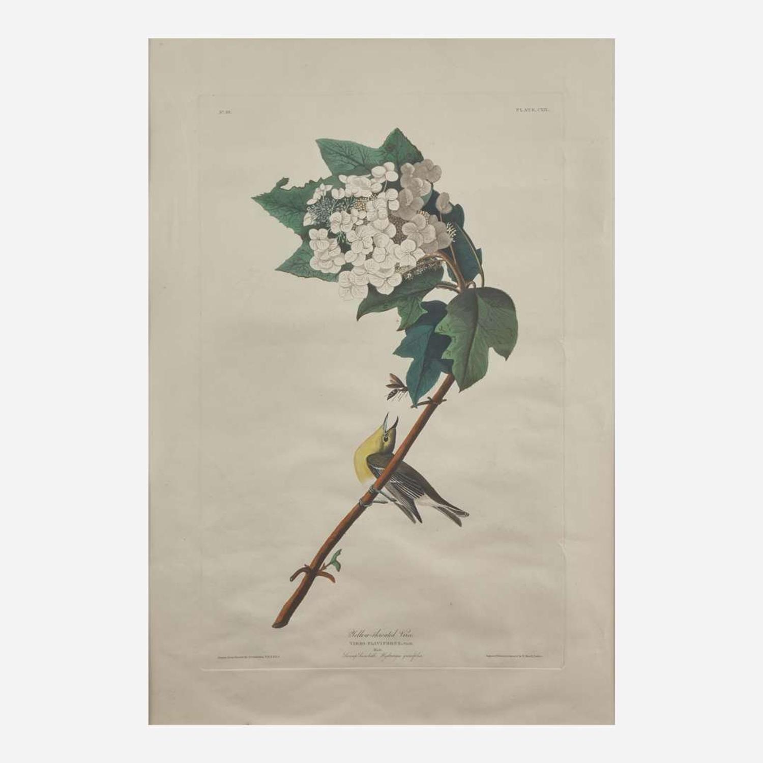 [Prints] Audubon, J(ohn). J(ames). Yellow-throated Vireo