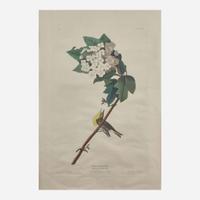 [Prints] Audubon, J(ohn). J(ames). Yellow-throated Vireo