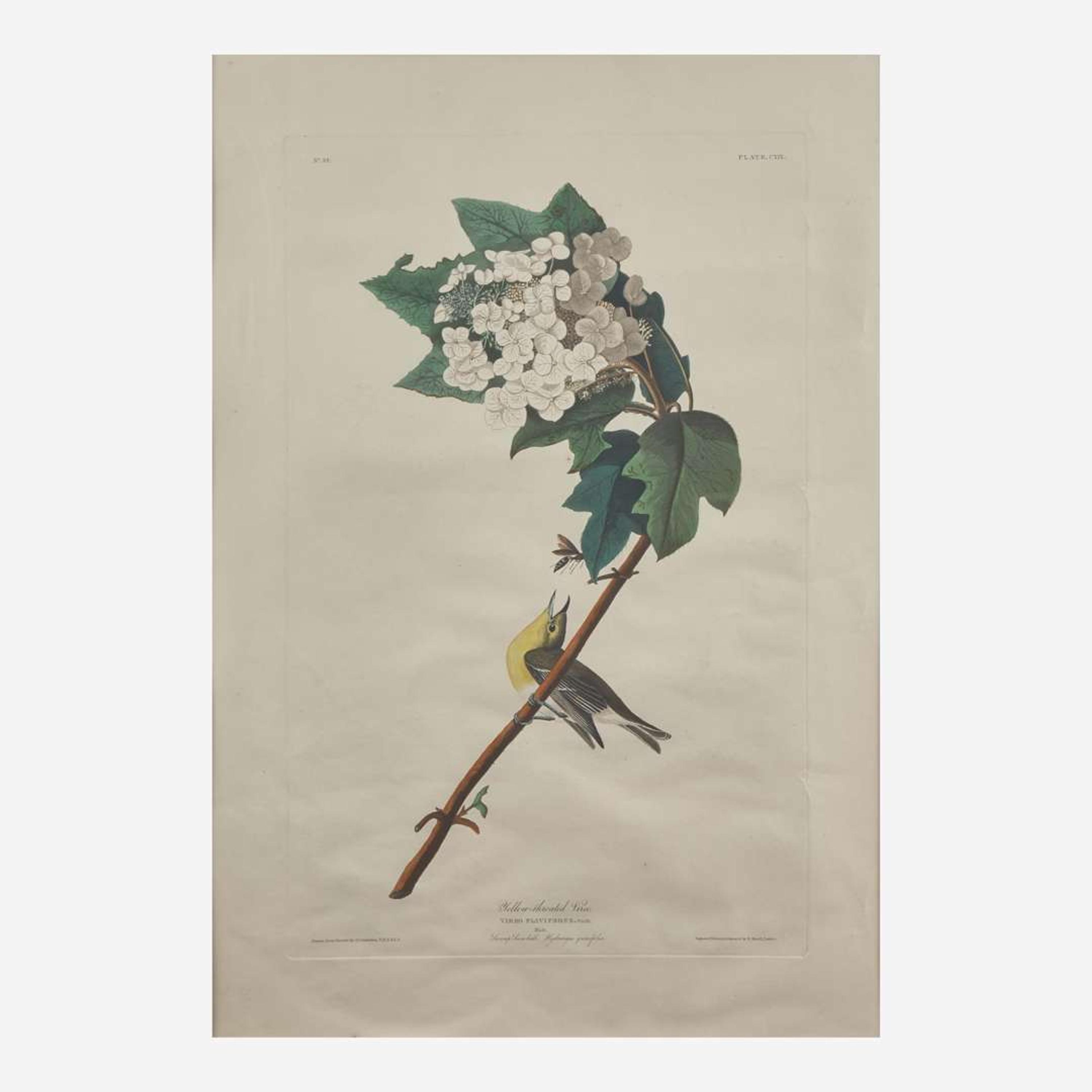[Prints] Audubon, J(ohn). J(ames). Yellow-throated Vireo