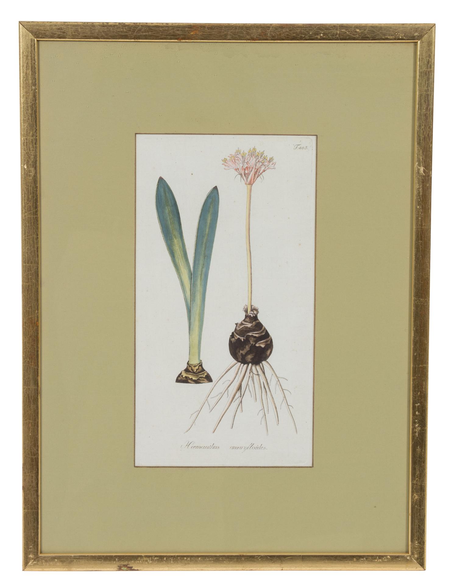 A Collection of Twelve Botanical Engravings Largest framed dimensions 27 x 9 inches. — 19TH/20TH CENTURY