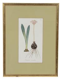 A Collection of Twelve Botanical Engravings Largest framed dimensions 27 x 9 inches. — 19TH/20TH CENTURY