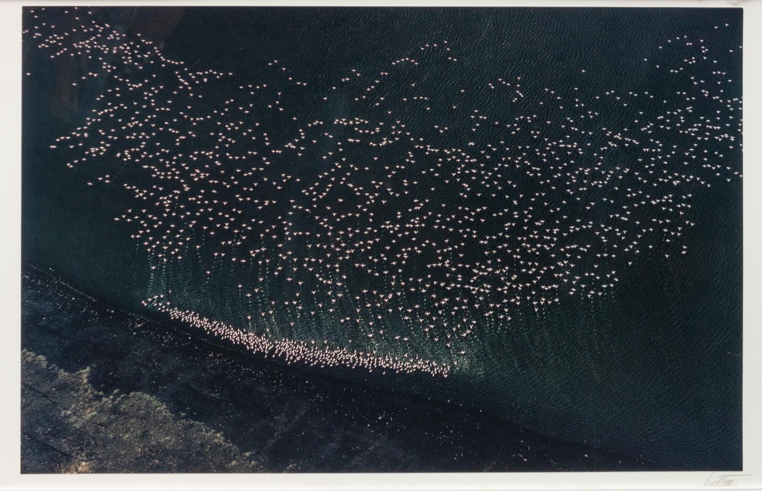 A group of ten photographs from the Creation Portfolio (one duplicate image)