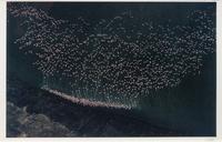 A group of ten photographs from the Creation Portfolio (one duplicate image)