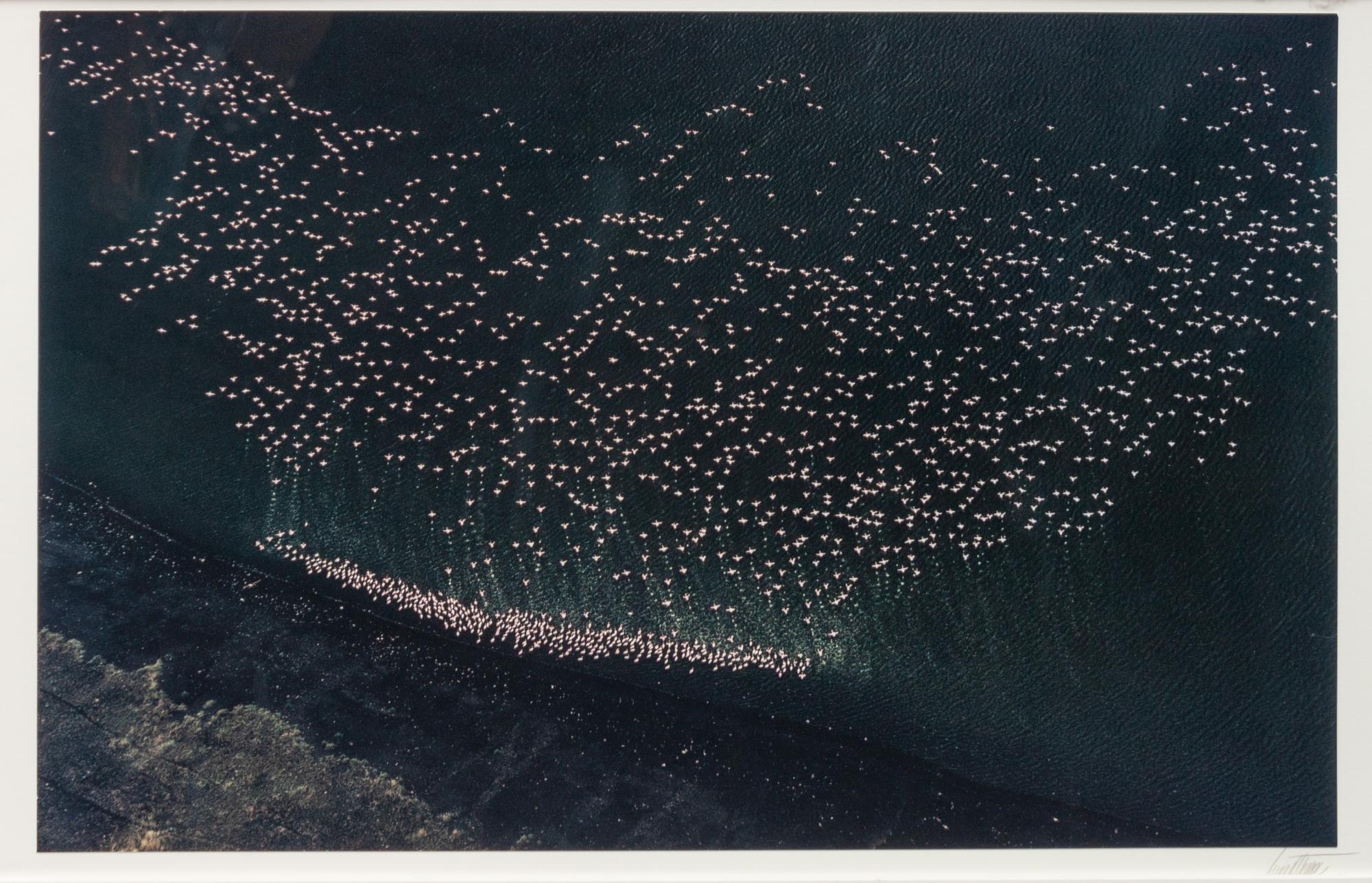 A group of ten photographs from the Creation Portfolio (one duplicate image)