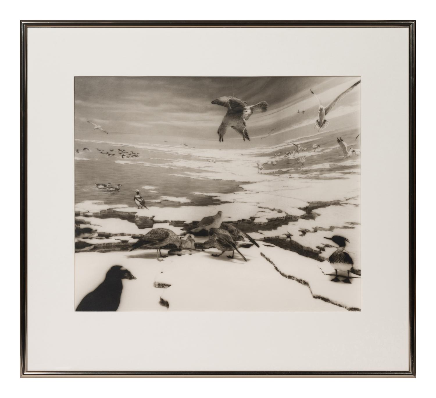A group of six photographs from the Natural History series