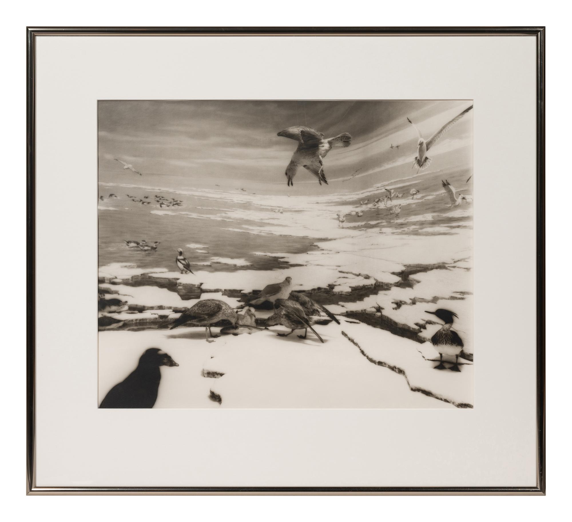 A group of six photographs from the Natural History series