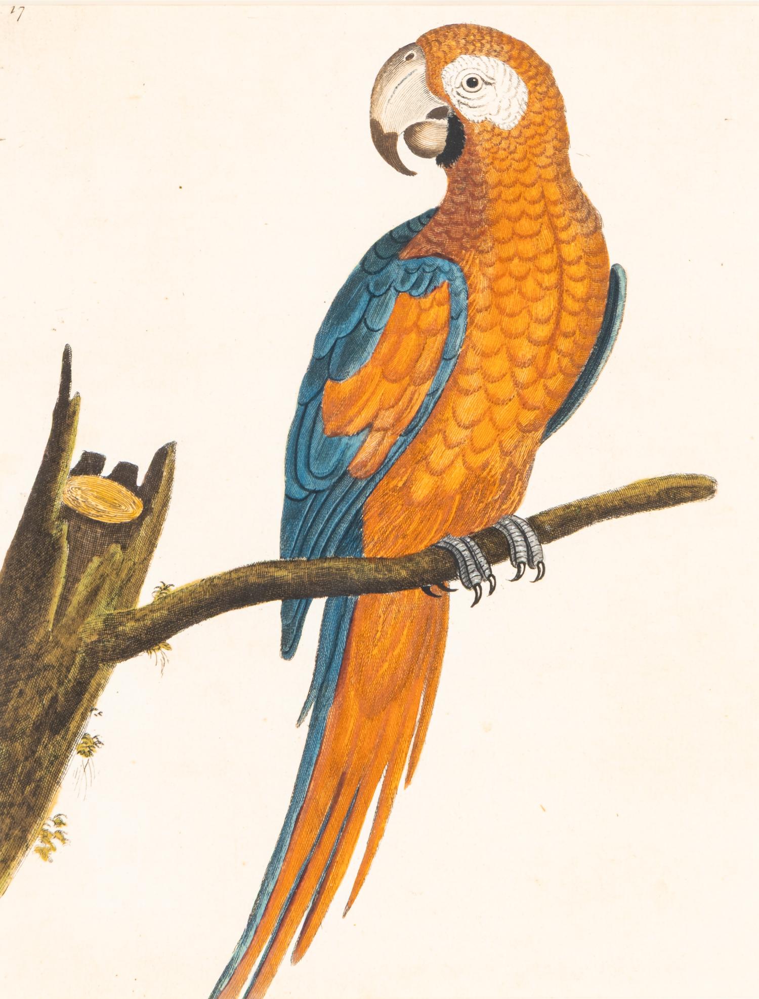 A Group of Nine Hand-Colored Engravings of Birds