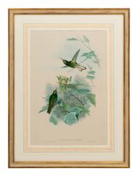 A Set of Five John Gould Naturalist Prints and an Associated Parrot Print