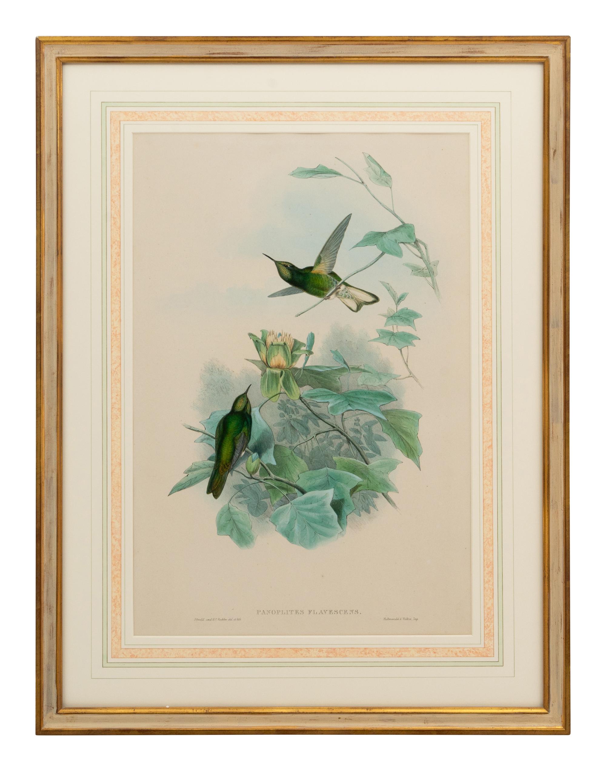 A Set of Five John Gould Naturalist Prints and an Associated Parrot Print