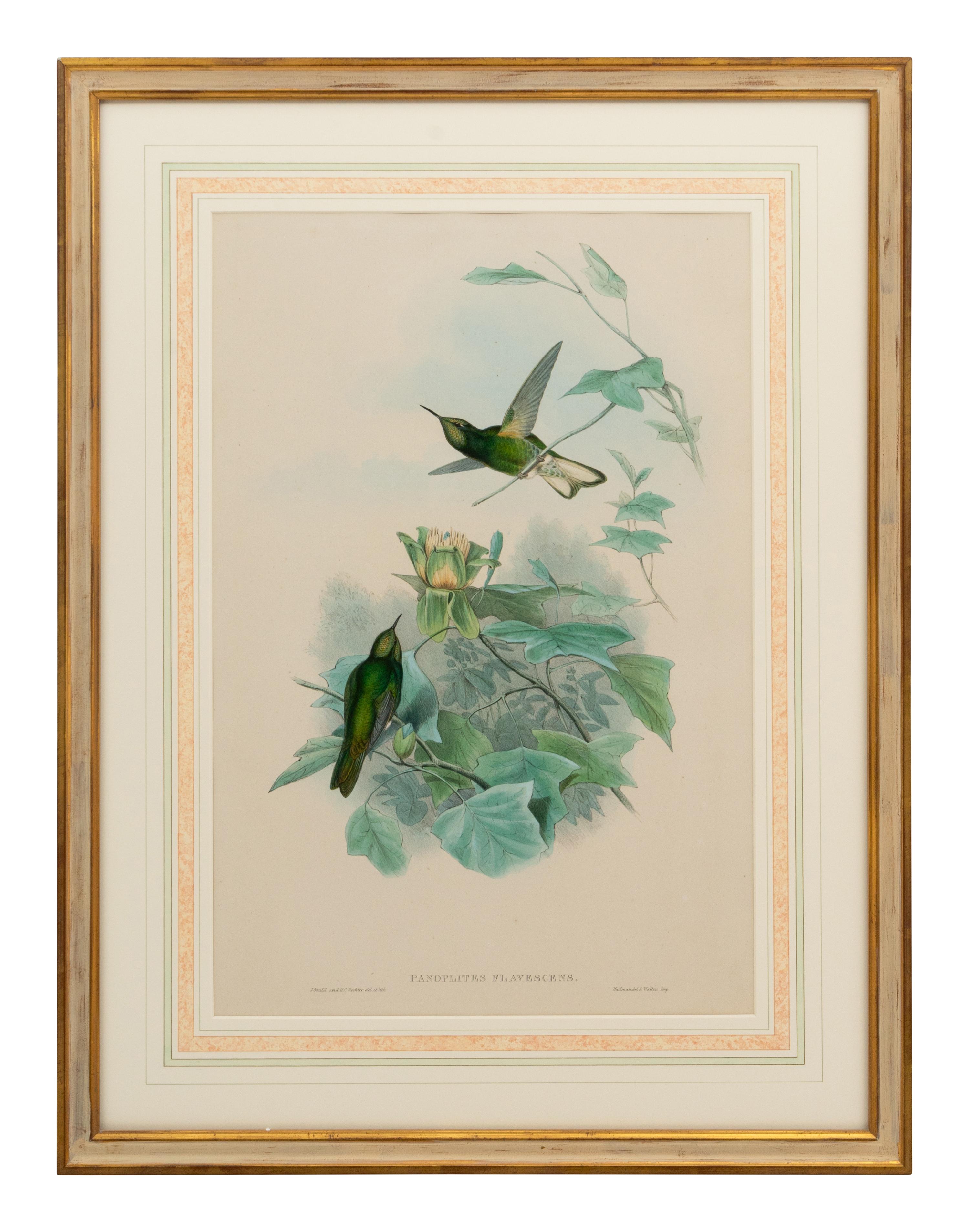 A Set of Five John Gould Naturalist Prints and an Associated Parrot Print
