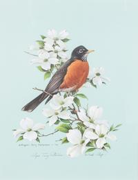 Roger Tory Peterson, (American, 1908-1996), Robin, 1978