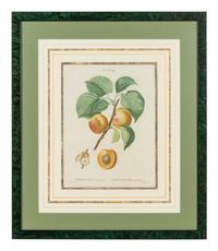 Six French Botanical Prints