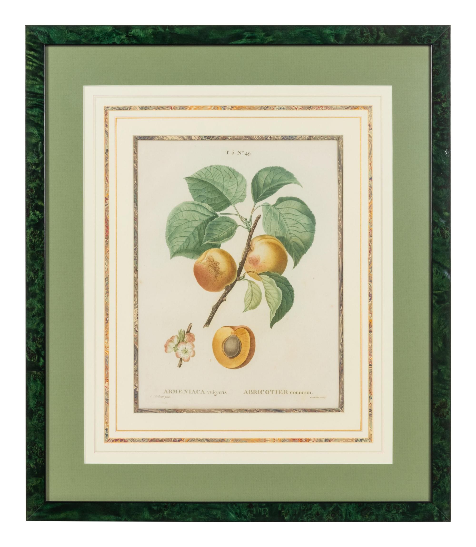 Six French Botanical Prints