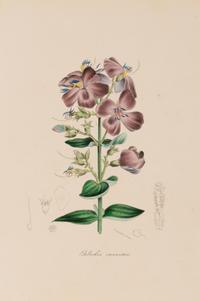 A Collection of Six English Botanical Engravings — 20TH CENTURY