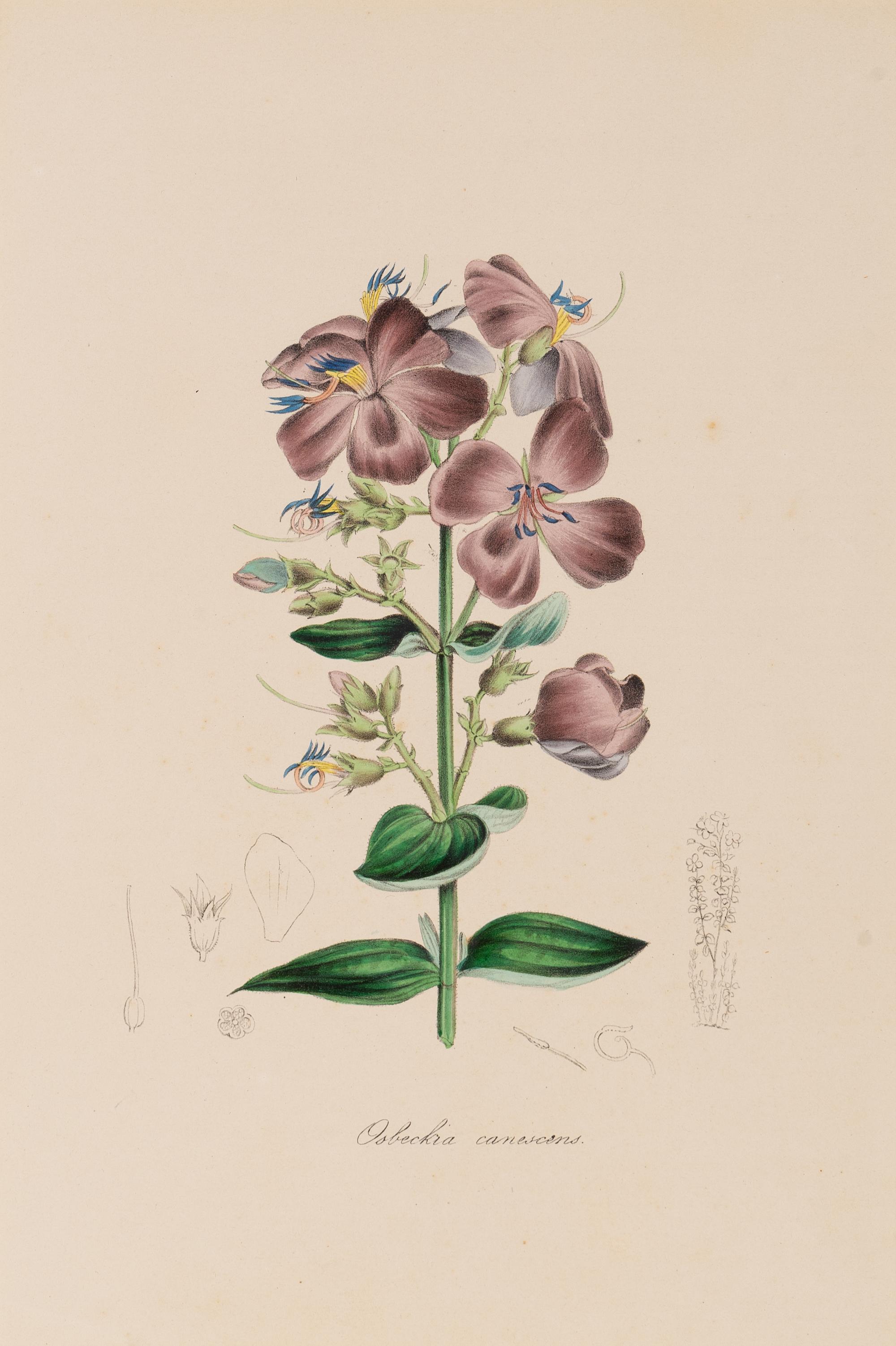 A Collection of Six English Botanical Engravings — 20TH CENTURY