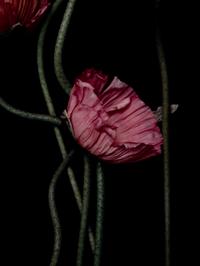 Three Poppies One and Spectrum of Five Poppies One (Pair of Works)
