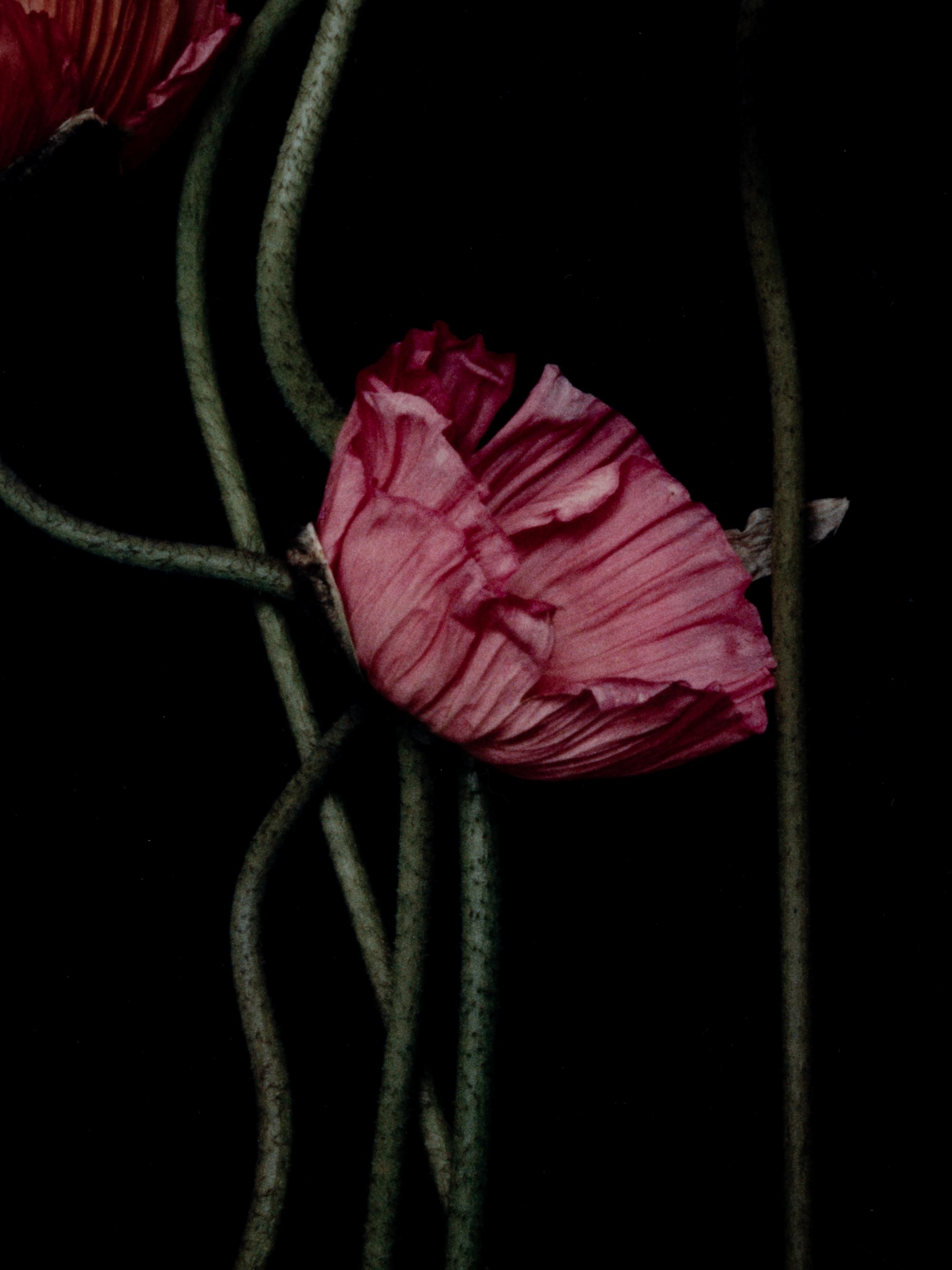 Three Poppies One and Spectrum of Five Poppies One (Pair of Works)
