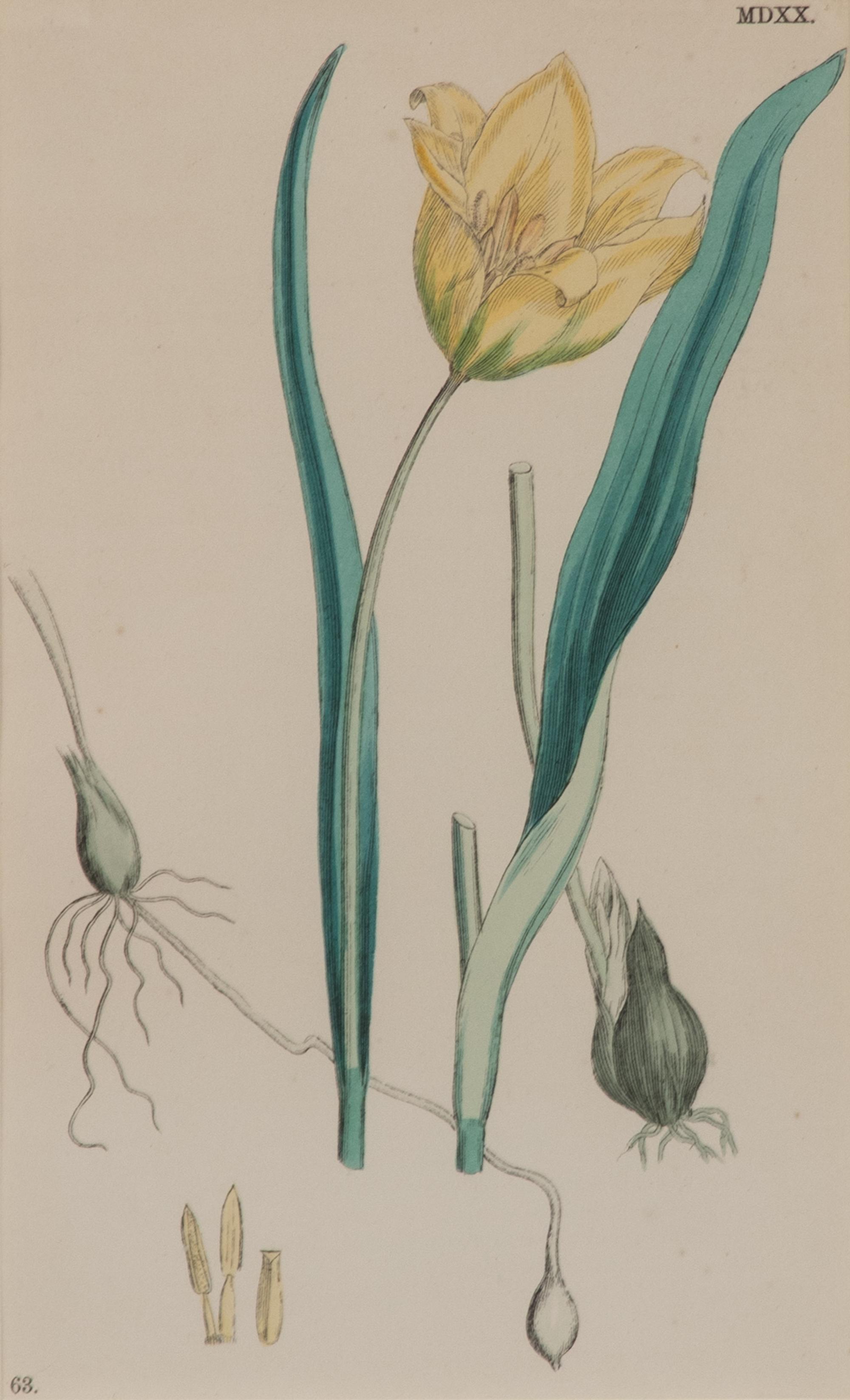 A Set of Eleven Botanical Prints Framed 16 1/2 x 13 1/2 inches. — 20TH CENTURY