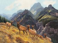 Elk and a Touch of Sun