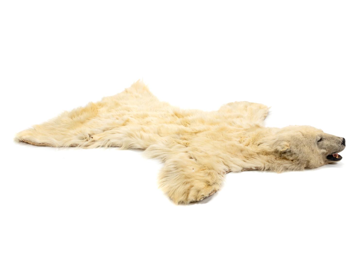 A Taxidermy Polar Bear Rug