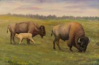 Bison