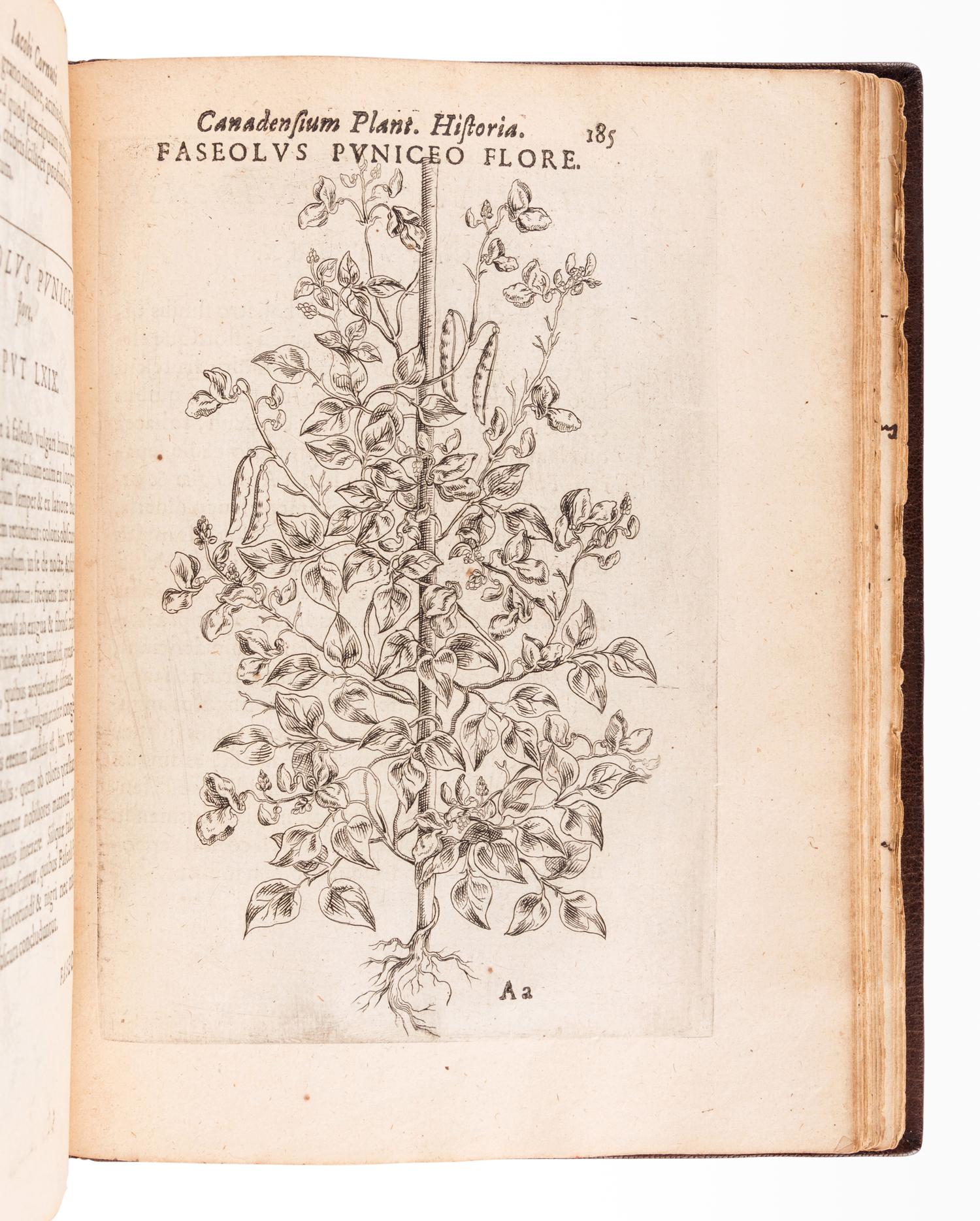 CORNUT, Jacques Philippe (1606-1651). Canadensium plantarum, aliarúnque nondum editarum historia cui adiectum est ad calcem enchiridion botanicum parisiense . Paris: Simon le Moyne, 1635.