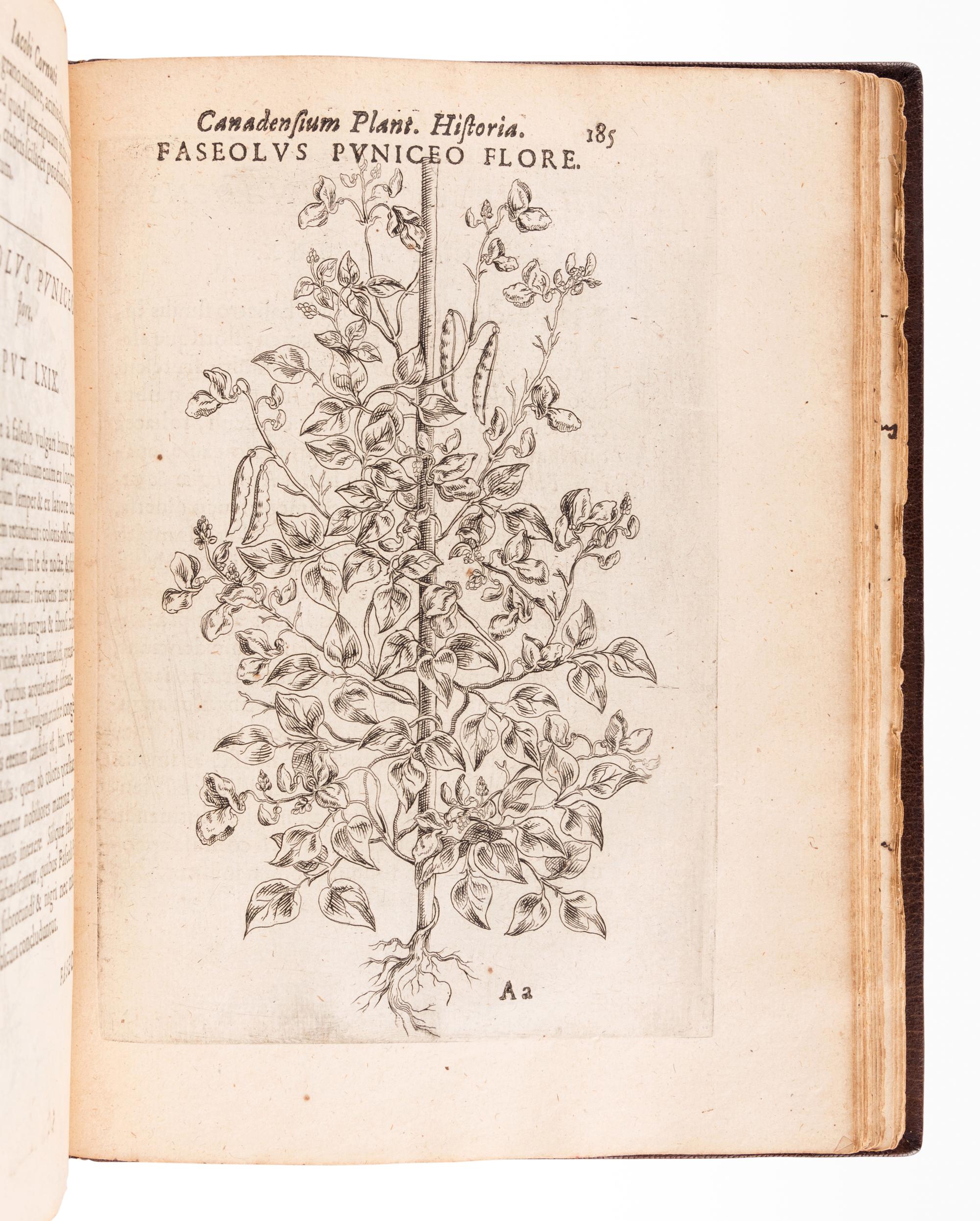 CORNUT, Jacques Philippe (1606-1651). Canadensium plantarum, aliarúnque nondum editarum historia cui adiectum est ad calcem enchiridion botanicum parisiense . Paris: Simon le Moyne, 1635.