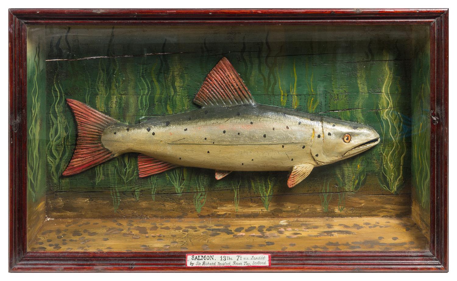 An English Polychrome Fish Trophy Height 24 1/2 x width 42 x depth 6 inches.