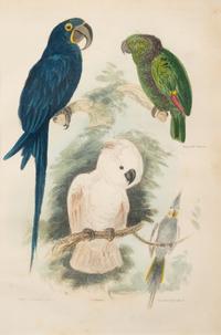 A Hand-Colored Engraving of Tropical Birds After Georges Cuvier (French, 1769-1832)