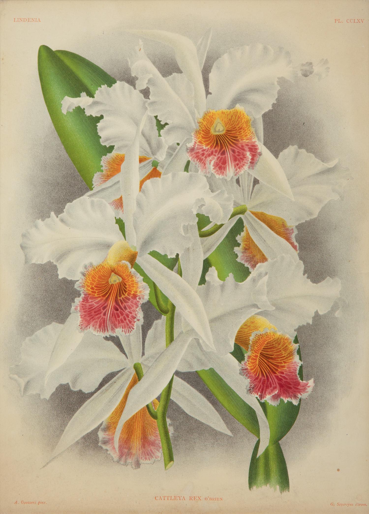 A Set of Twelve Framed Botanical Lithographs