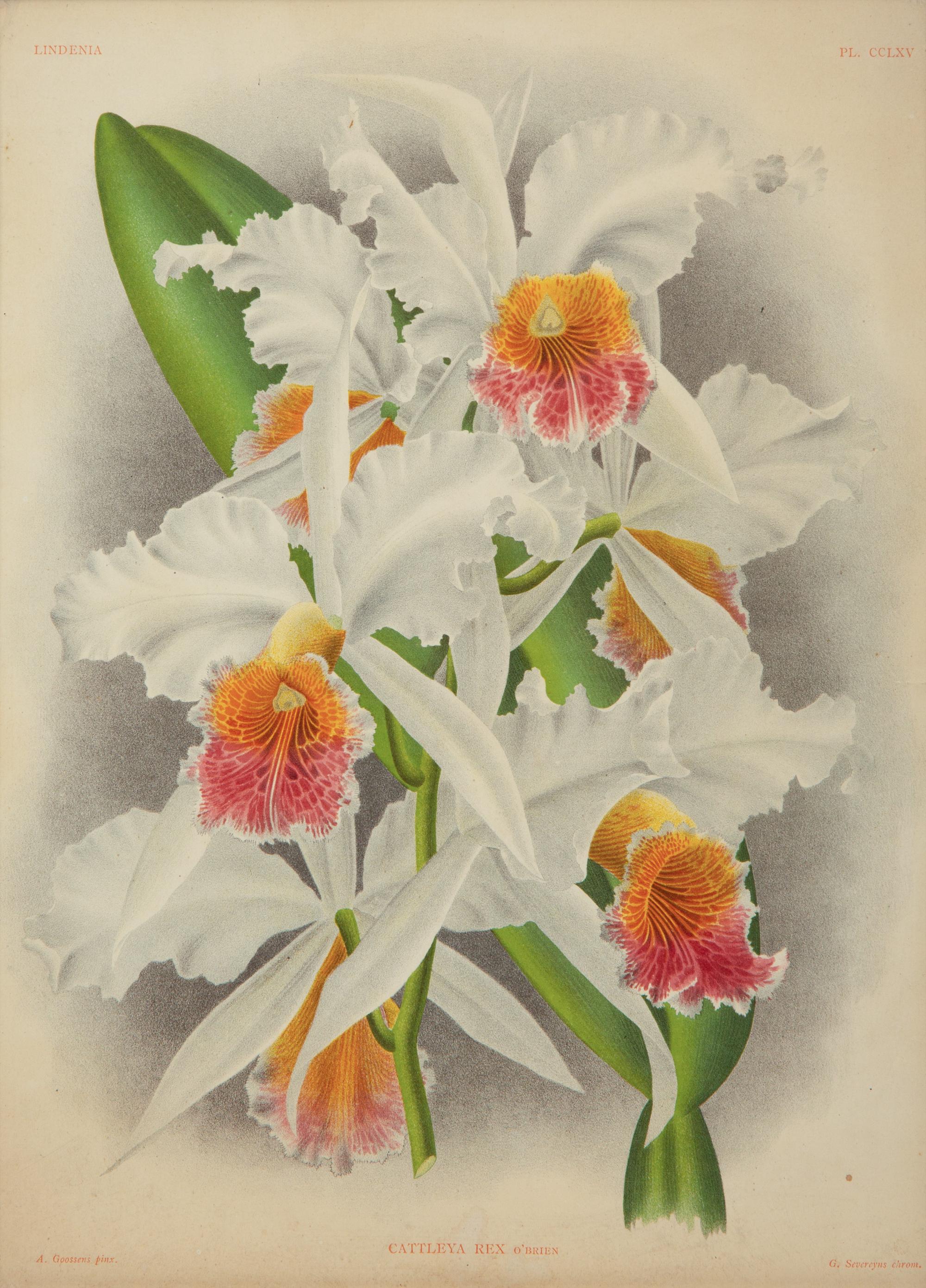 A Set of Twelve Framed Botanical Lithographs