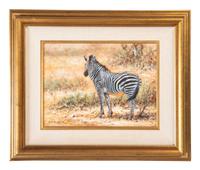 Zebra