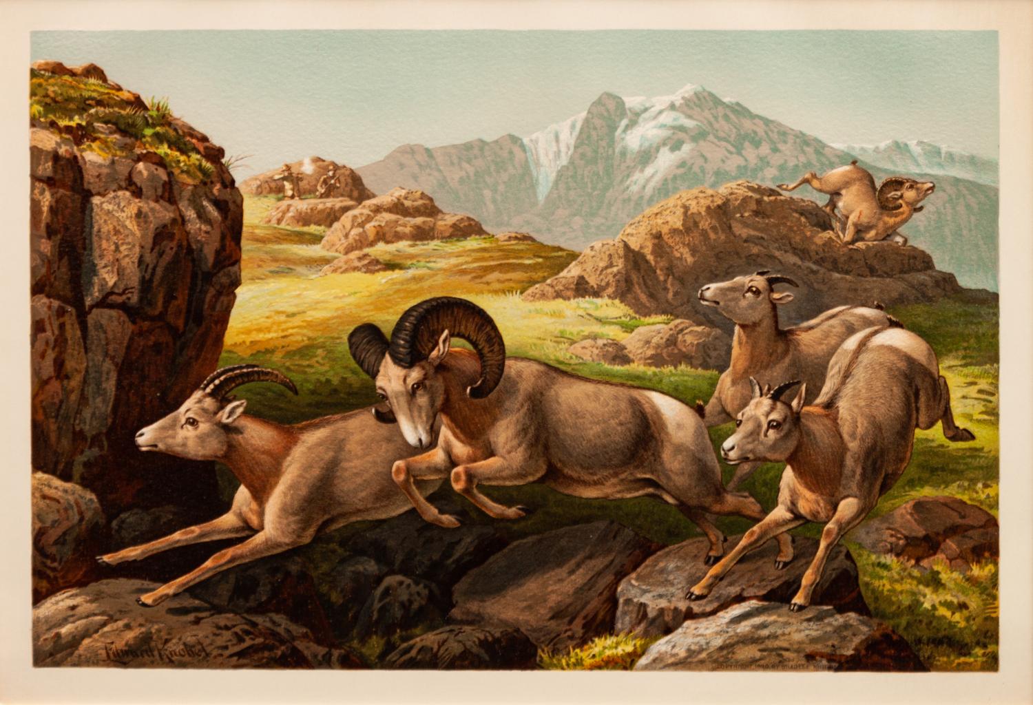 Three prints with text from the portfolio Sport or Fishing and Shooting (Henry Sandham, The Wapiti ; Edward Knobel, The Big-Horn; Henry Sandham , The Moose)