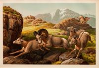 Three prints with text from the portfolio Sport or Fishing and Shooting (Henry Sandham, The Wapiti ; Edward Knobel, The Big-Horn; Henry Sandham , The Moose)