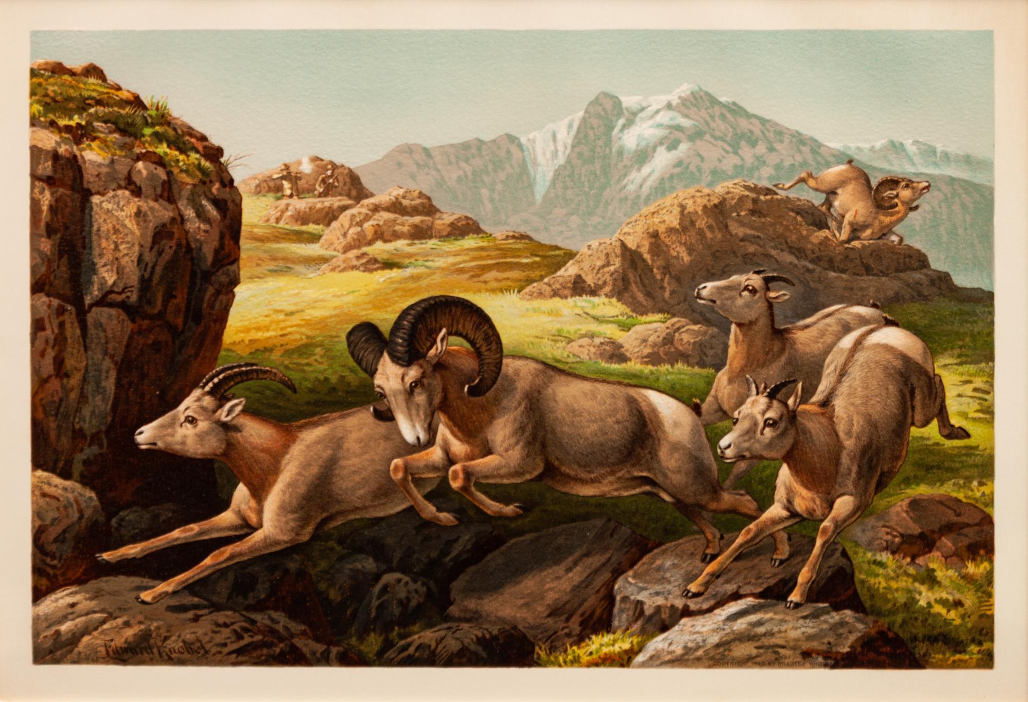 Three prints with text from the portfolio Sport or Fishing and Shooting (Henry Sandham, The Wapiti ; Edward Knobel, The Big-Horn; Henry Sandham , The Moose)