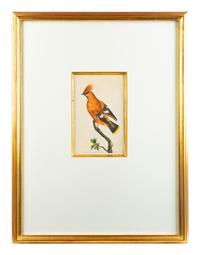 A Set of Four Hand-Colored Orinithological Engravings After Frederick Nodder — 19TH CENTURY
