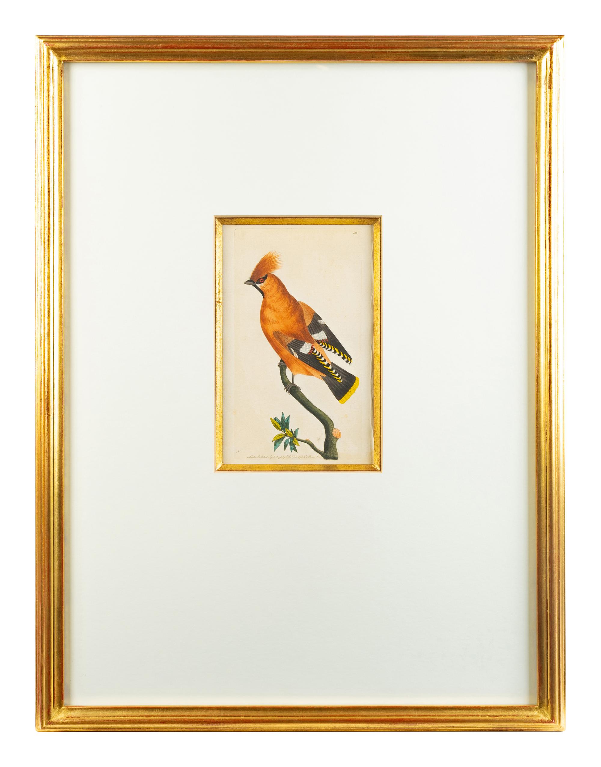 A Set of Four Hand-Colored Orinithological Engravings After Frederick Nodder — 19TH CENTURY