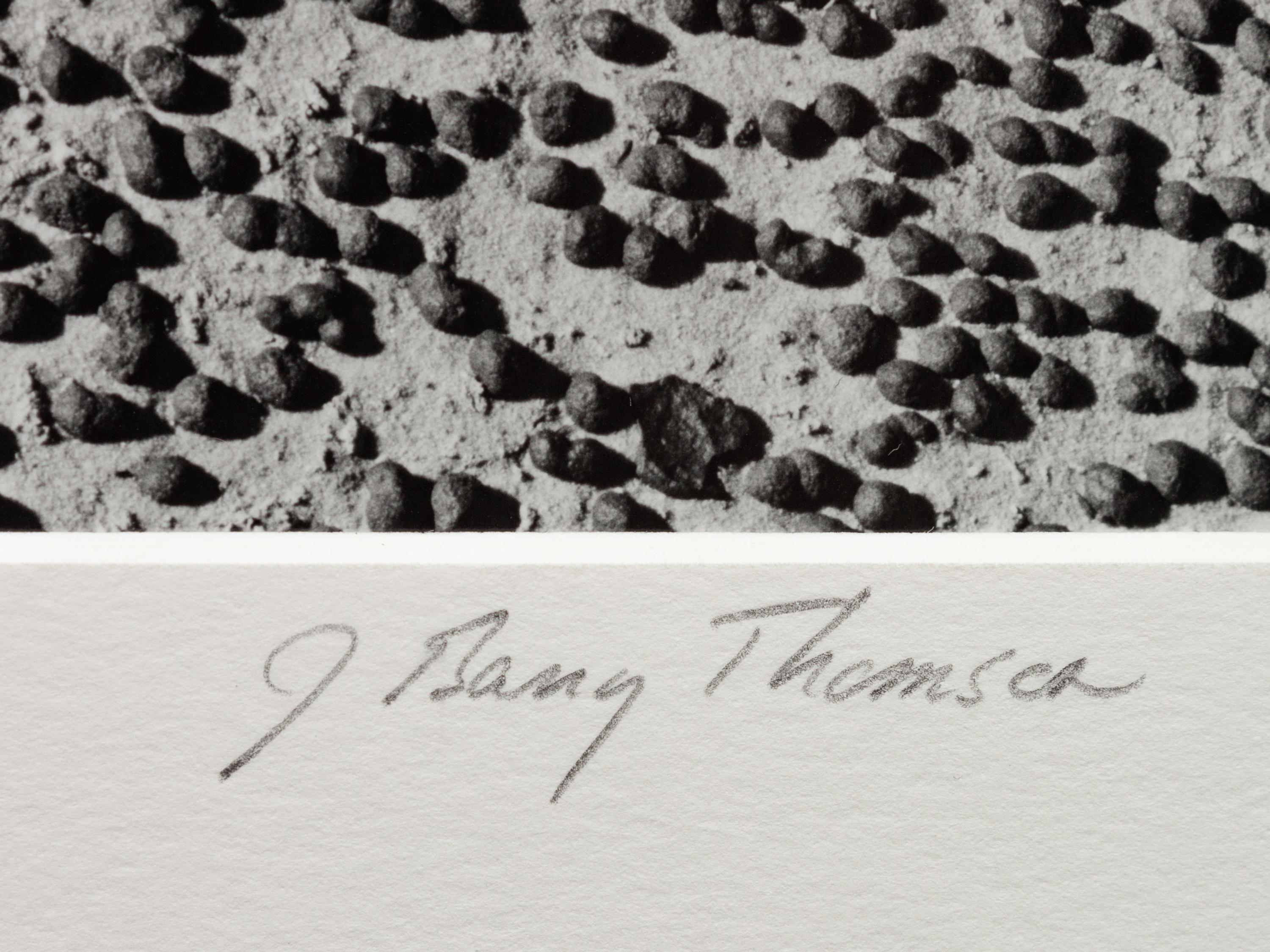 A group of four photographs ( Moqui Marbles, Arizona; Sumacs in Snow, North Conway, New Hampshire; Desert Trumpet in Snow, Utah; Untitled - Snow Covered Trees on Hillside )
