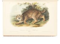 [AMERICANA]. AUDUBON, John James (1785-1851) and John BACHMAN (1790-1874). The Quadrupeds of North America . New York: V.G. Audubon, 1849.
