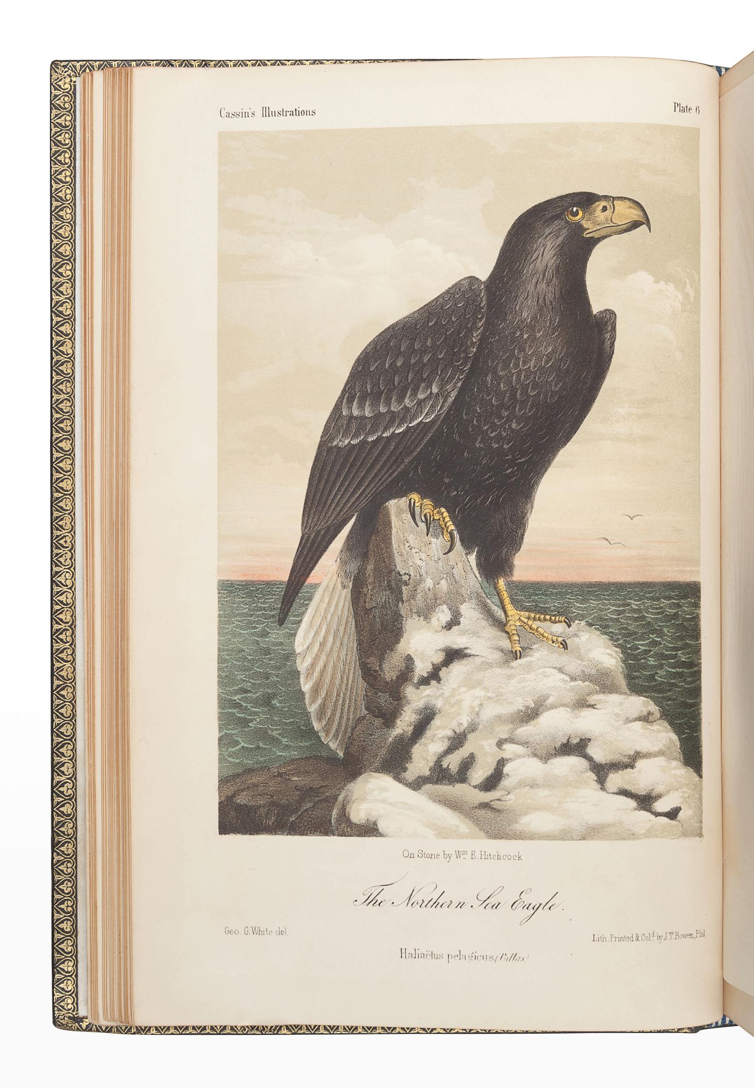 CASSIN, John (1813-1869). Illustrations of the Birds of California, Texas, Oregon, British and Russian America. Philadelphia: J.B. Lippincott & Co., 1853-1856.