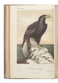 CASSIN, John (1813-1869). Illustrations of the Birds of California, Texas, Oregon, British and Russian America. Philadelphia: J.B. Lippincott & Co., 1853-1856.