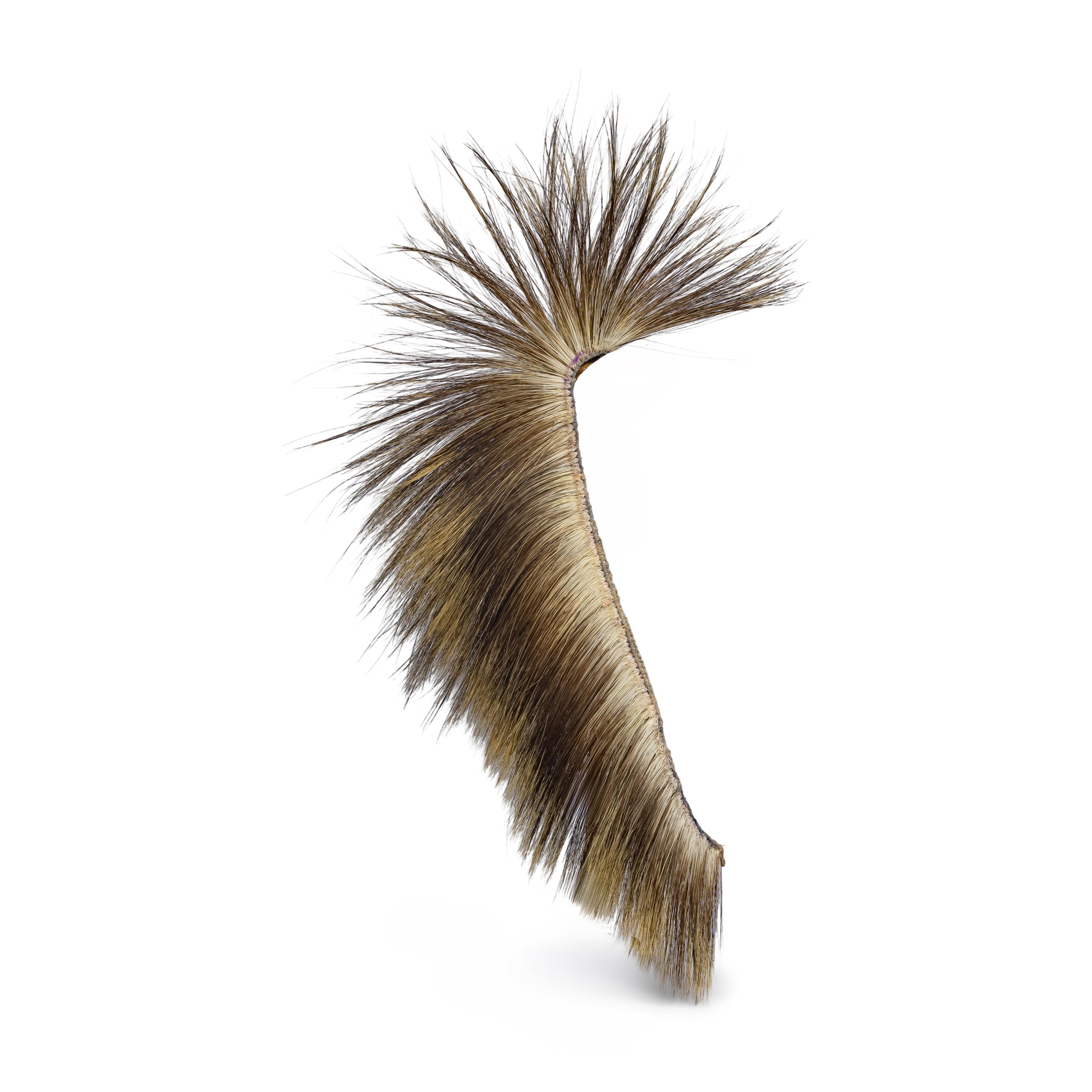Remnants of a Porcupine Hair Roach