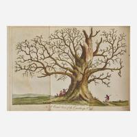 [Natural History] Evelyn, John Silva: Or, A Discourse of Forest-Trees…