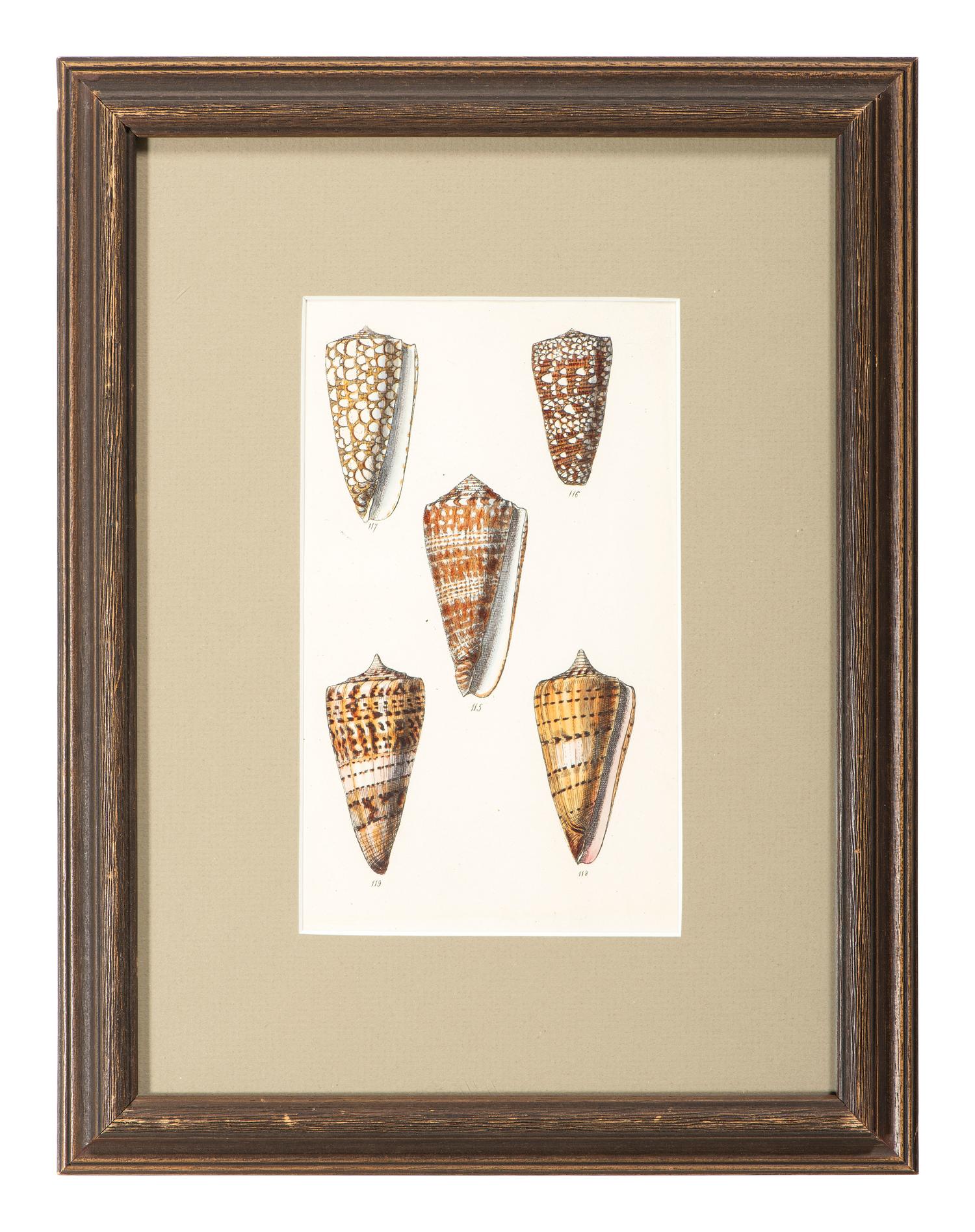 Thirteen Hand-Colored Shell Engravings