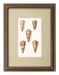 Thirteen Hand-Colored Shell Engravings
